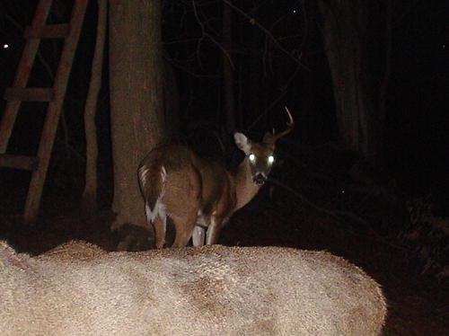 8 Point with one antler